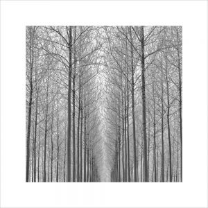 Equilibrium